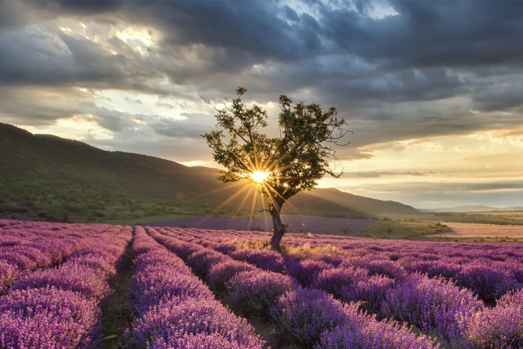 lavender-sunrise-2021-08-26-18-27-35-utc, SCIO, SCIO Therapie